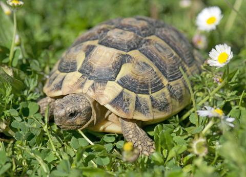 File photograph of a tortoise (not Wally or Torty) in the grass with some daisies