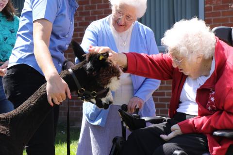 Essington residents delighted by visiting alpacas