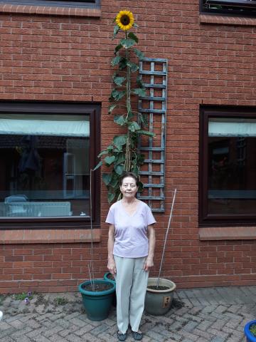 Residents compete to see how their sunflowers measure up